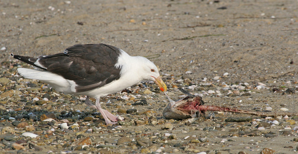 Great Black-backed Gull tugging on a dead fish