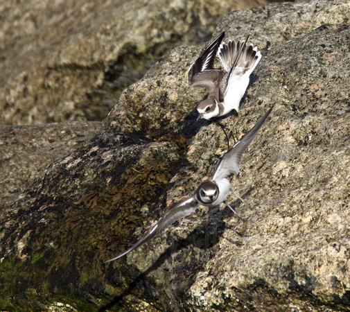 Semipalmated Plovers displaying