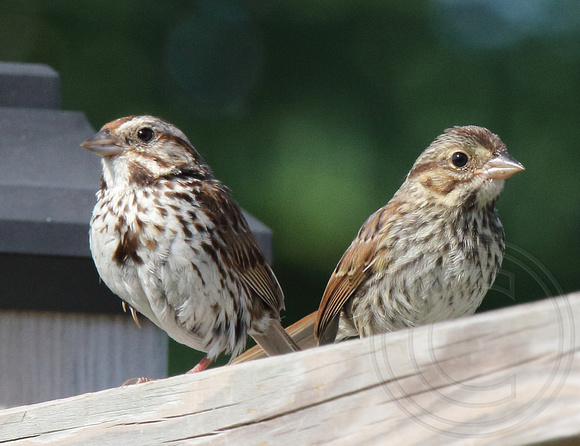 Song Sparrow parent and juvenile