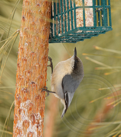 Pygmy Nuthatch poking at the suet