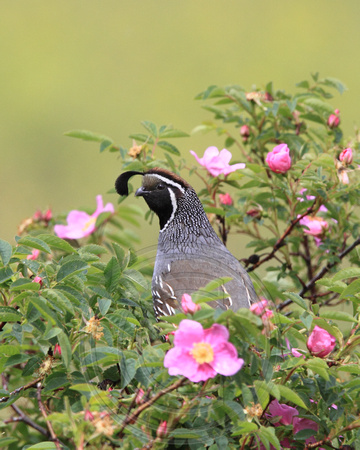 male quail in wild roses
