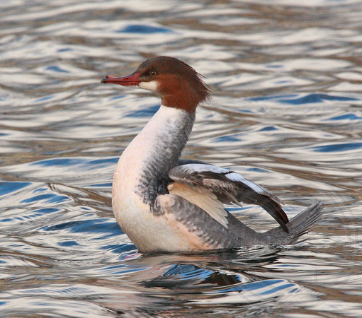 Common Merganser with two lower mandibles