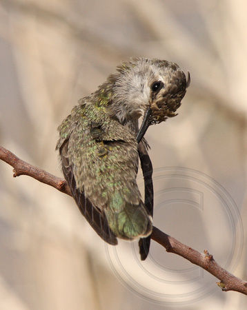 preening female Costa's hummingbird