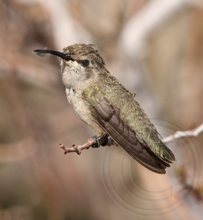 female Costa's Hummingbird