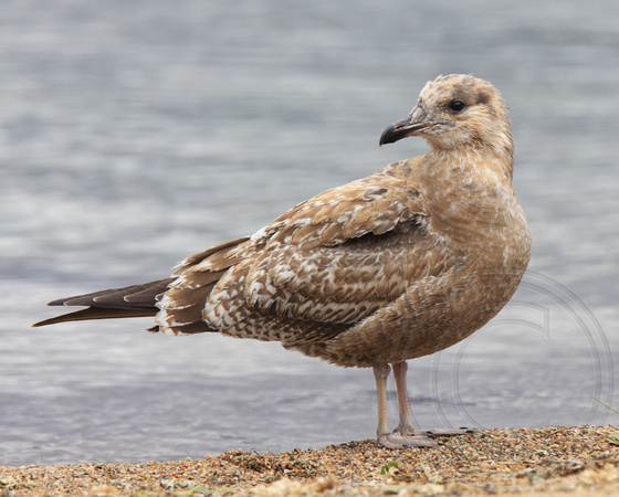 juvenile California Gull in transition to First Winter