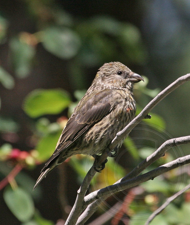 young Red Crossbill with hint of red