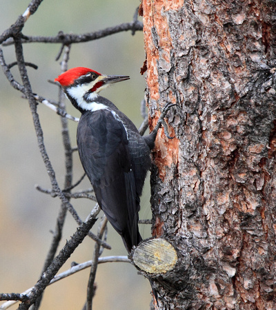 male Pileated Woodpecker