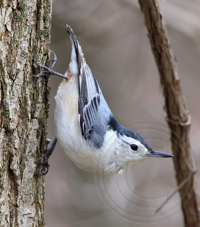 female White-breasted Nuthatch