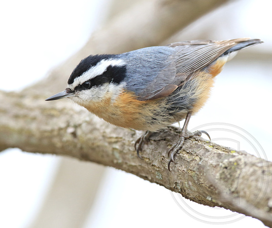 male Red-breasted Nuthatch