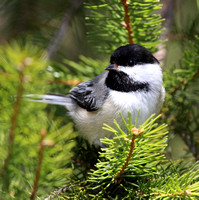 Chickadees, Creepers and Titmouse