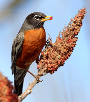 Robin eating sumac - important early spring food source