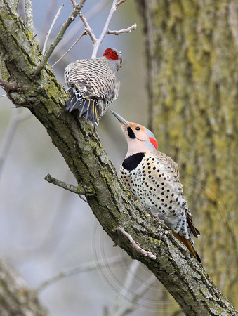 Northern Flicker- yellow-shafted displaying