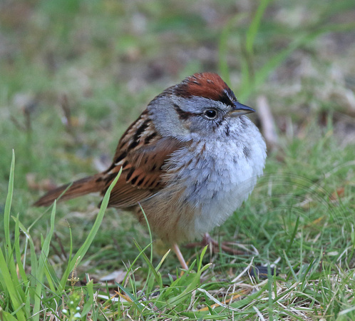 Swamp Sparrow lost in migration?