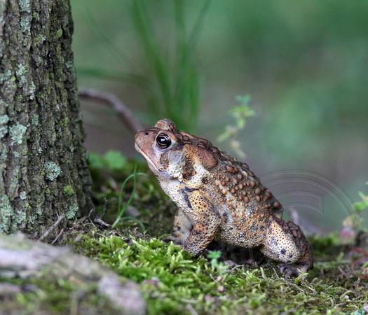 Eastern American Toad picking off ants with his rapid-fire tongue as they came down the tree