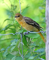 young Baltimore Oriole