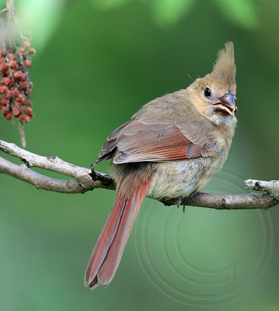 juvenile female cardinal