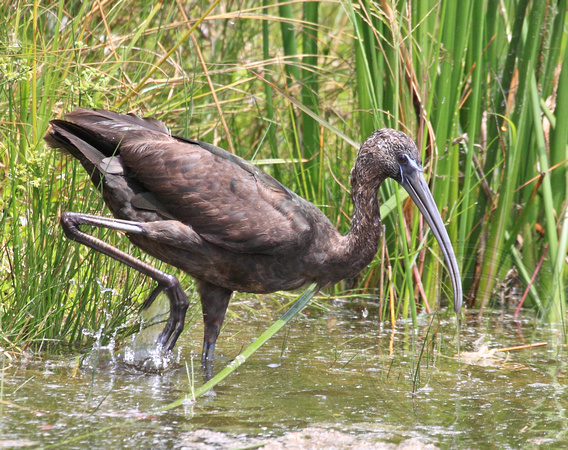Glossy Ibis at the Key West Botanical Garden