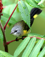 female American Redstart-fall migration