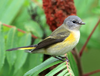 female American Redstart-fall migration