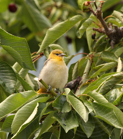 fledgling sitting in a cherry tree