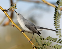 female Blue-gray Gnatcatcher