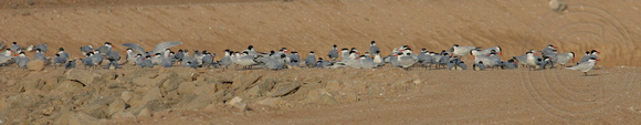 a gathering of Caspian Terns