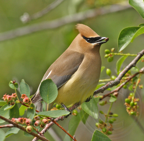 Cedar Waxwing with an offering