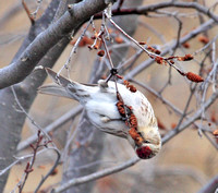 Common Redpoll feeding on water birch