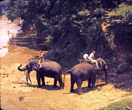 Rick riding elephants in Sri Lanka