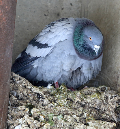 Rock Pigeon on nest