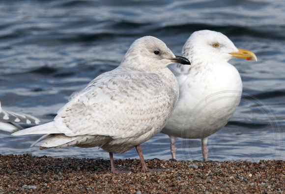 Iceland Gull comparison with Herring Gull