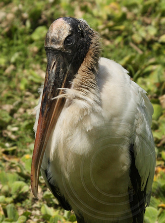 closeup of Wood Stork