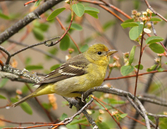 immature male Western Tanager in a flowering saskatoon bush