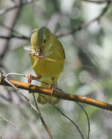 female Yellow Warbler