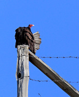 vulture preening