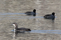 juvenile Pacific Loon