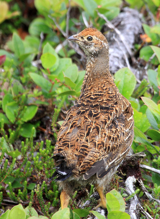 Juvenile Sooty Grouse