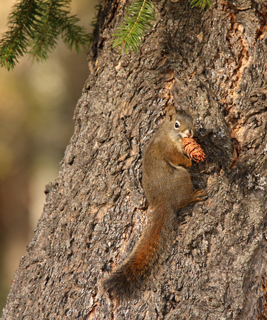 Red Squirrel with Douglas Fir cone