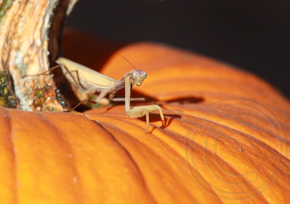 Halloween mantis