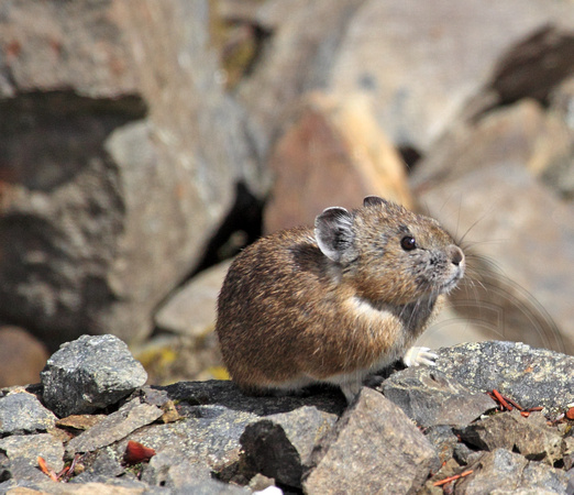 Pika near Lookout at Manning Prov. Park, BC
