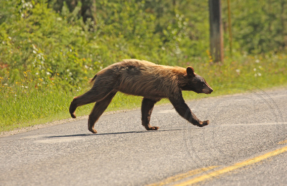 young cinnamon bear trying to cross the park road