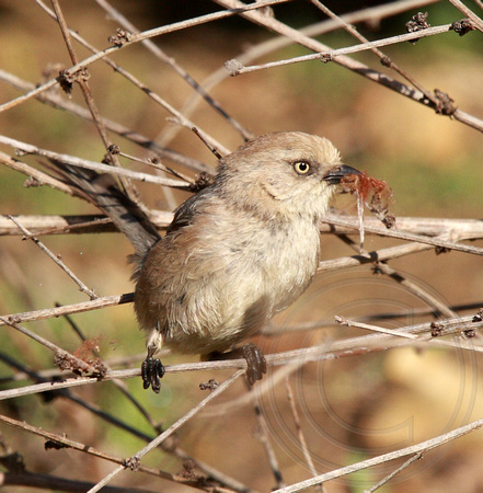 female Bushtit gathering nest material (Psaltriparus minimus)