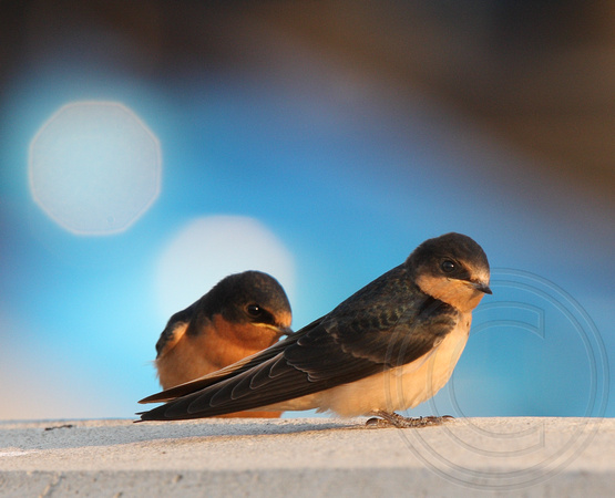 juvenile Barn Swallows