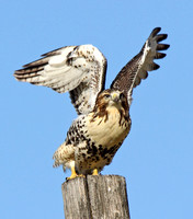 juvenile Red-tailed Hawk flushed by a truck
