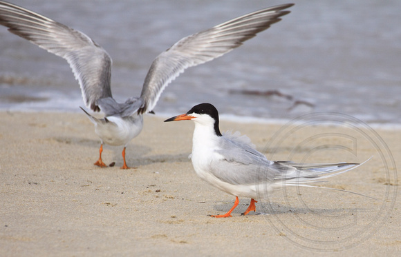 Forster's Terns in breeding plumage