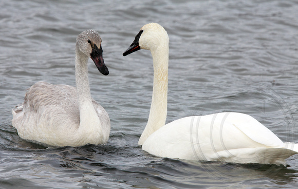 adult and Immature Trumpeter Swan