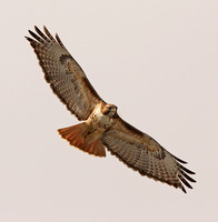 Red-tailed Hawk, western light morph adult
