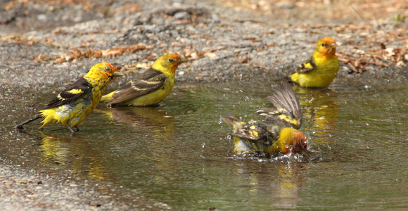 Bathtime for a group of tanagers