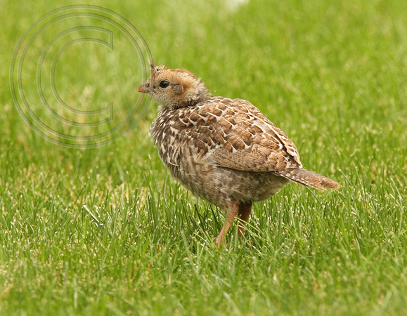 quail chick on a lawn