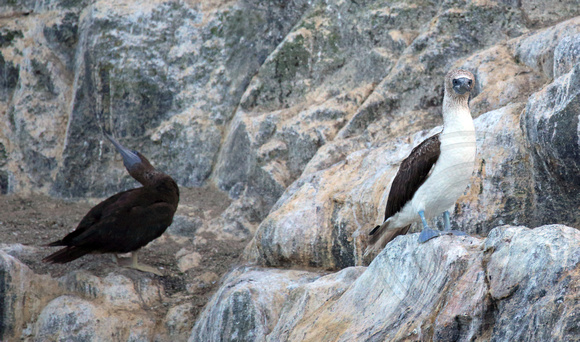 Blue-footed AND juvenile Brown Booby